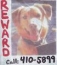 Missing Dog's Avatar